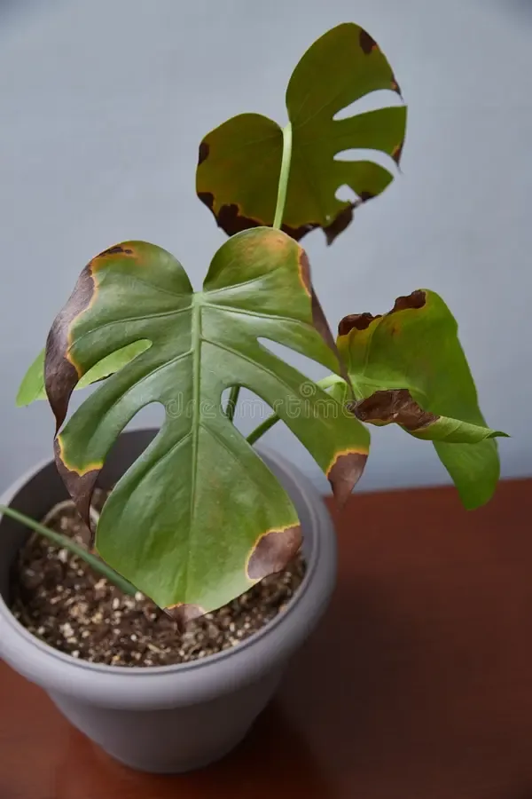 A monstera with damaged, yellowing leaves, the kind of photo the app diagnoses